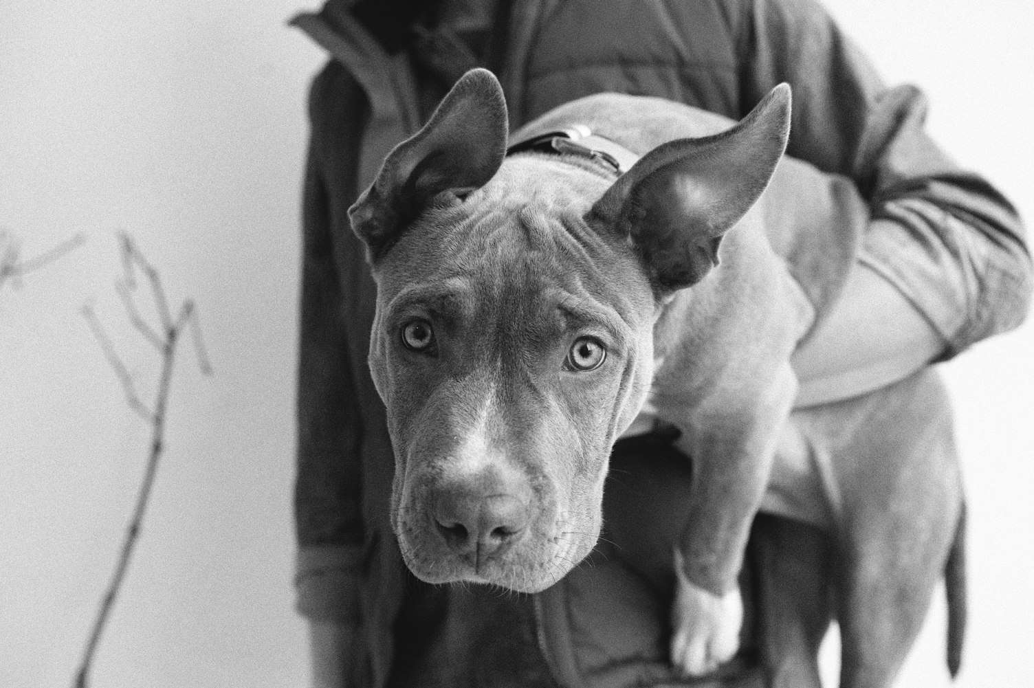 公司悬赏60万寻狗，明星模特犬的背后故事